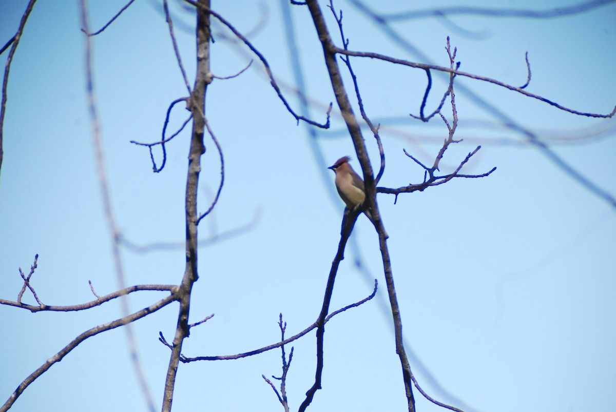 Cedar Waxwing - ML141518241