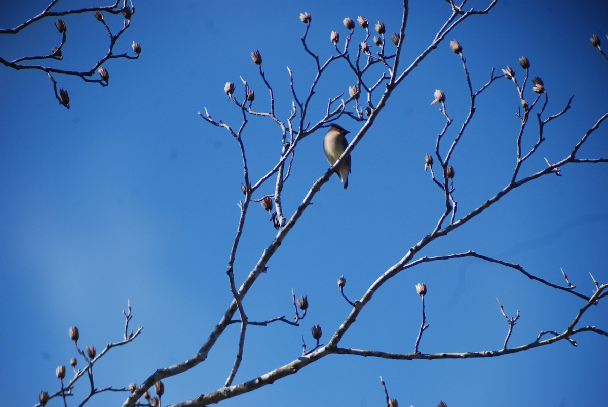 Cedar Waxwing - ML141518291