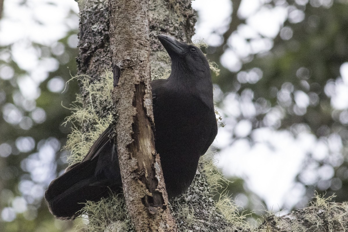 Hawaiian Crow - Jacob Drucker