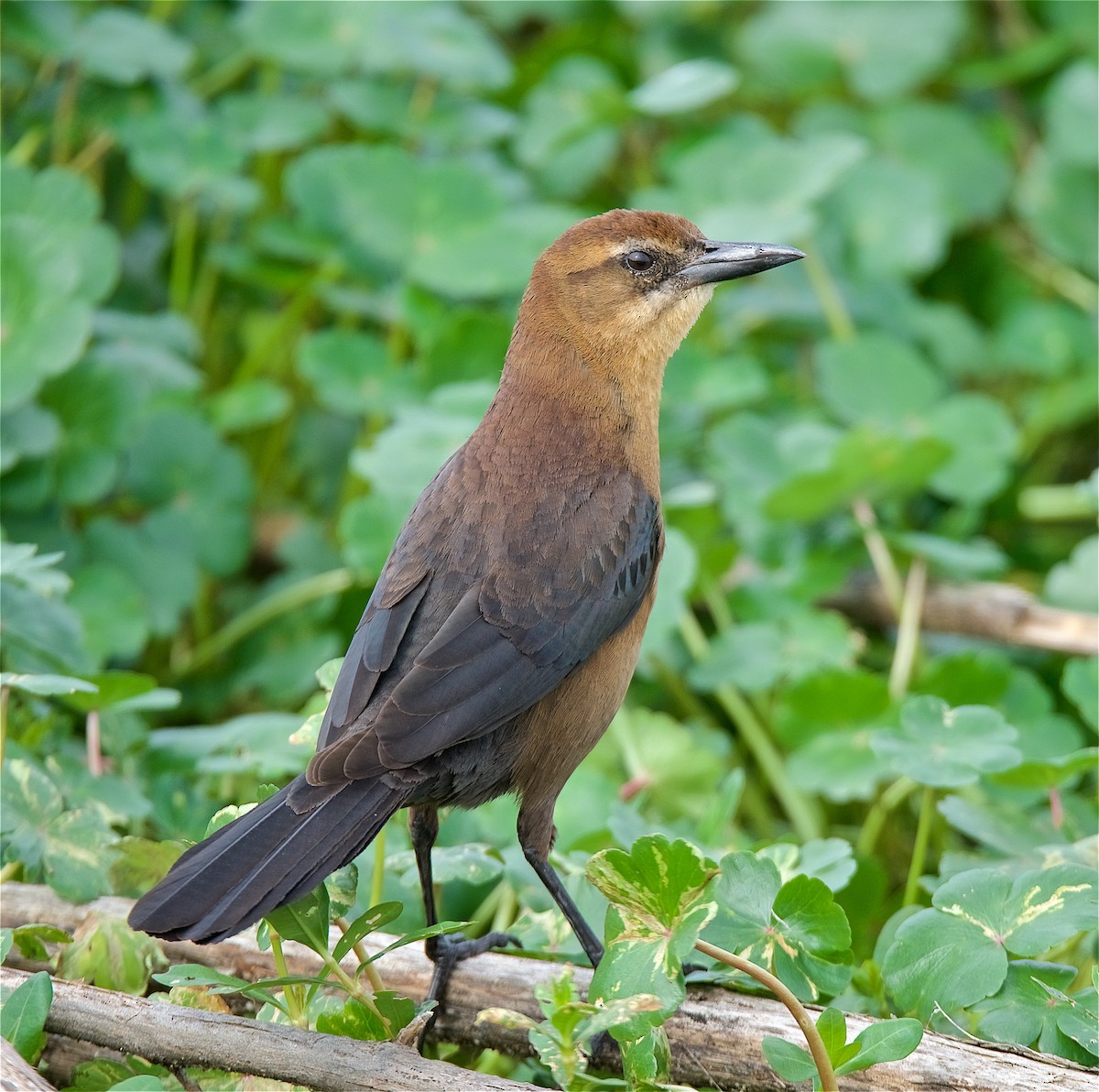 Boat-tailed Grackle - ML141518681