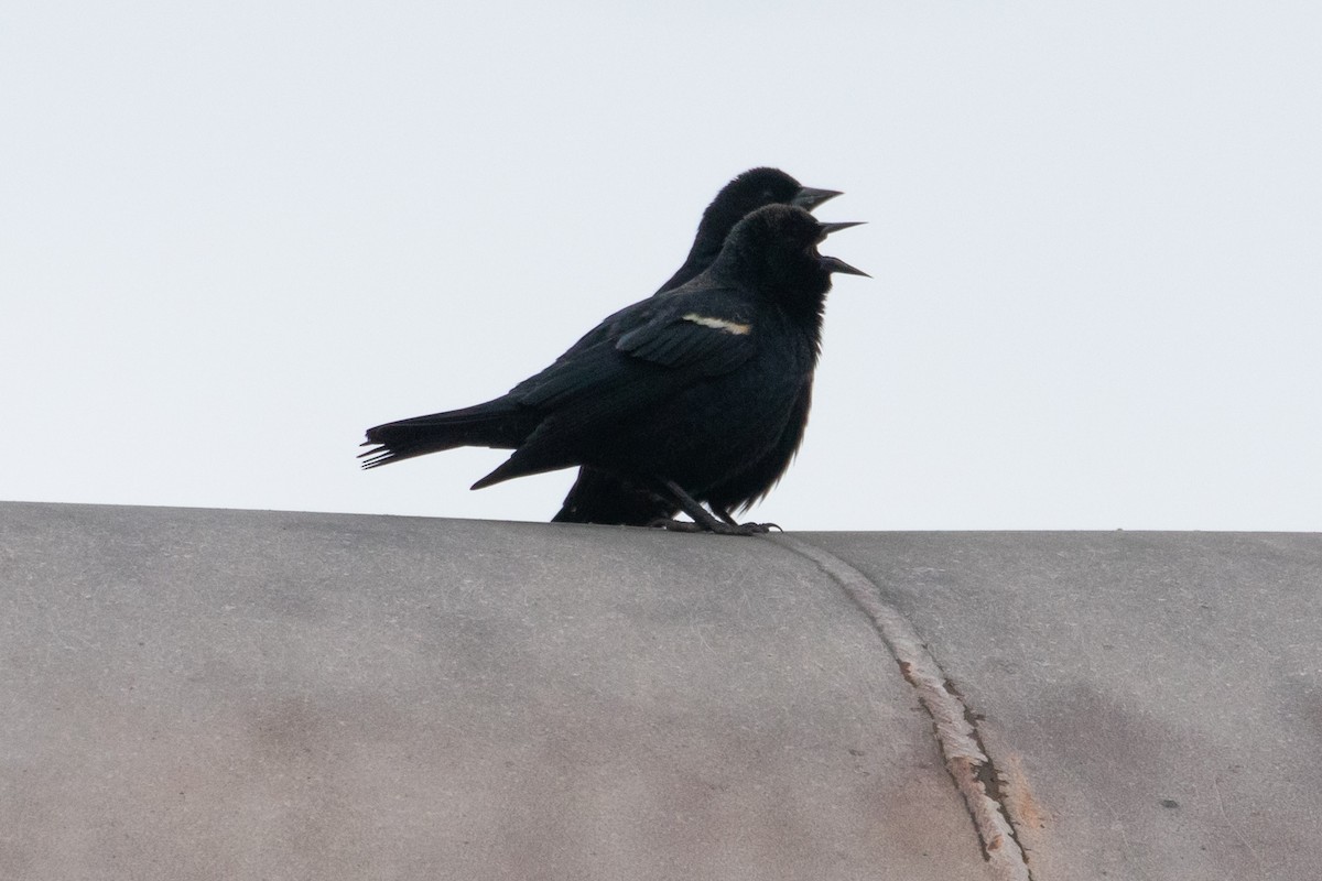 Tricolored Blackbird - Audrey Addison