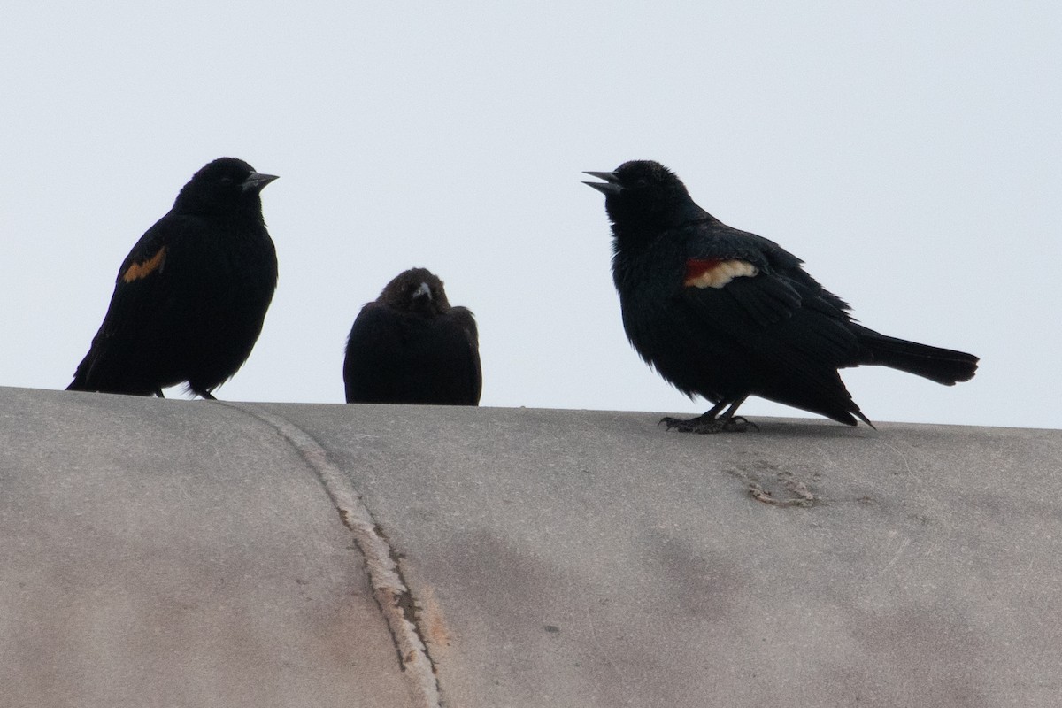 Tricolored Blackbird - ML141518911