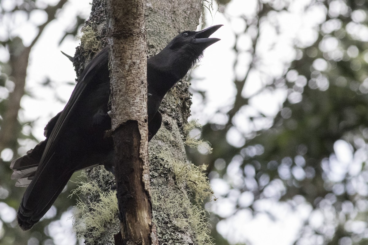 Hawaiian Crow - Jacob Drucker