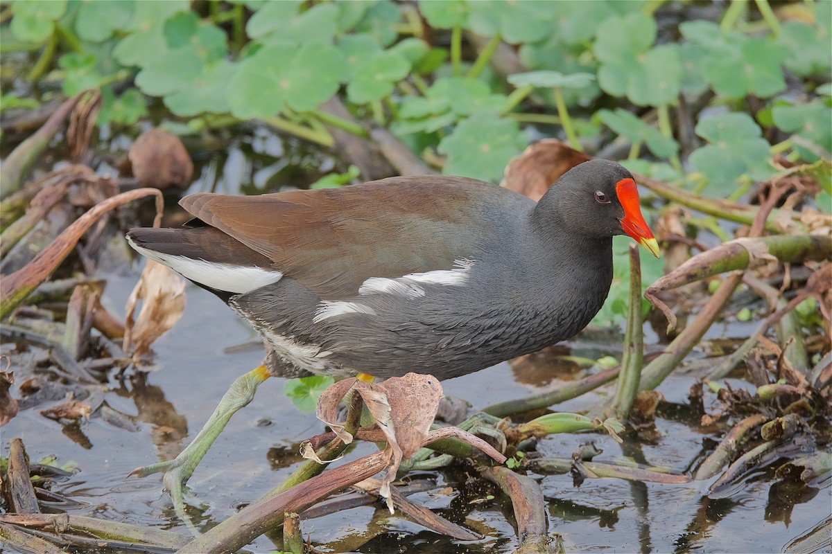 Common Gallinule - ML141519041