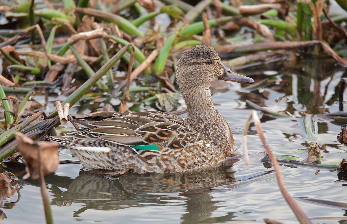 Green-winged Teal - ML141519191