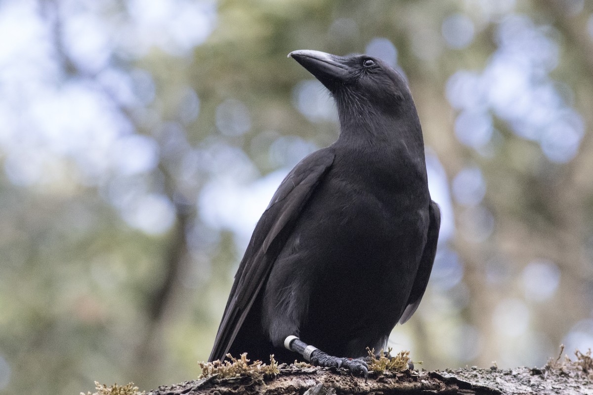 Hawaiian Crow - Jacob Drucker