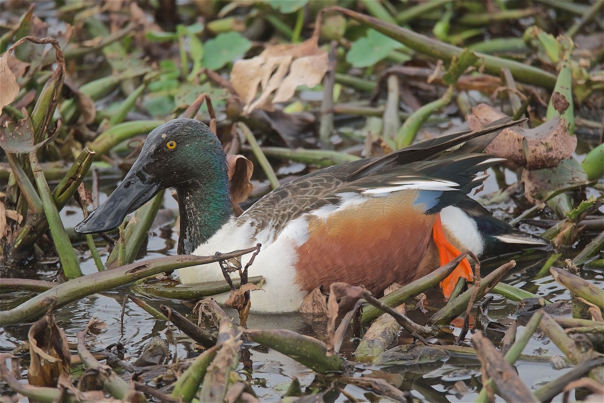 Northern Shoveler - ML141519651