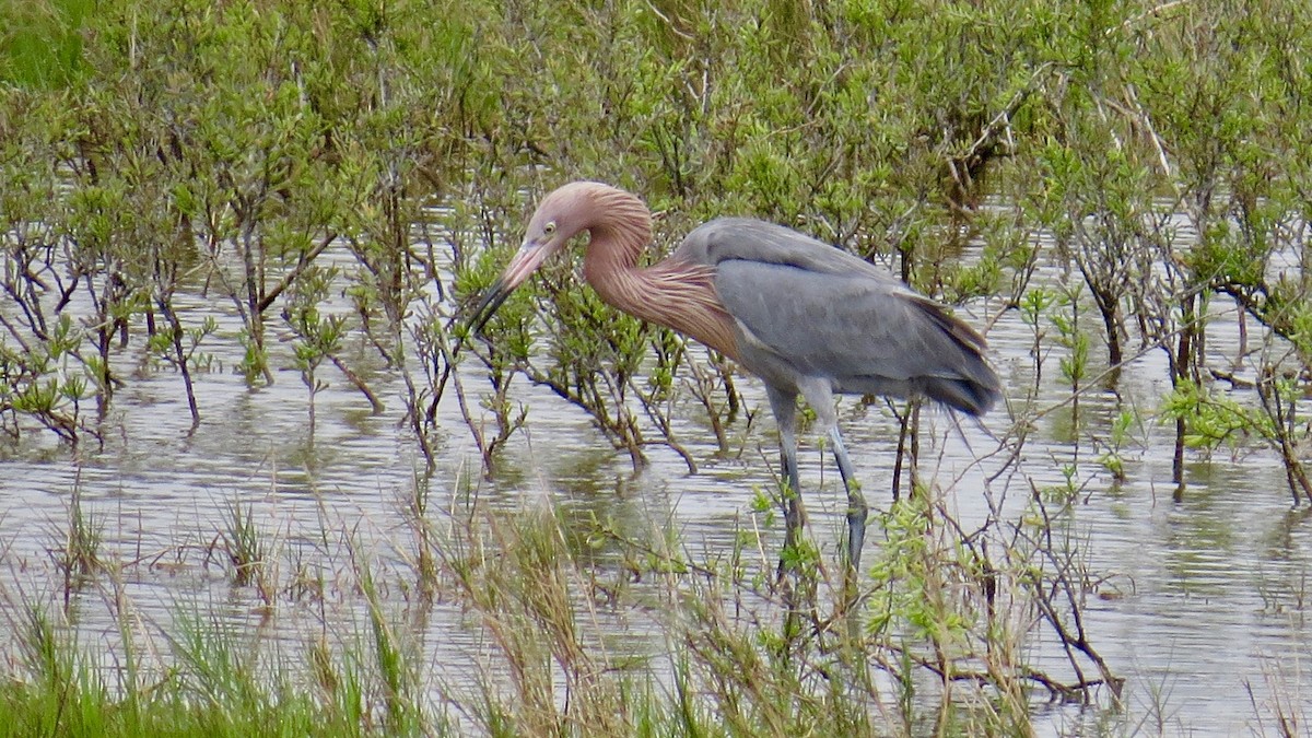 Reddish Egret - ML141519681