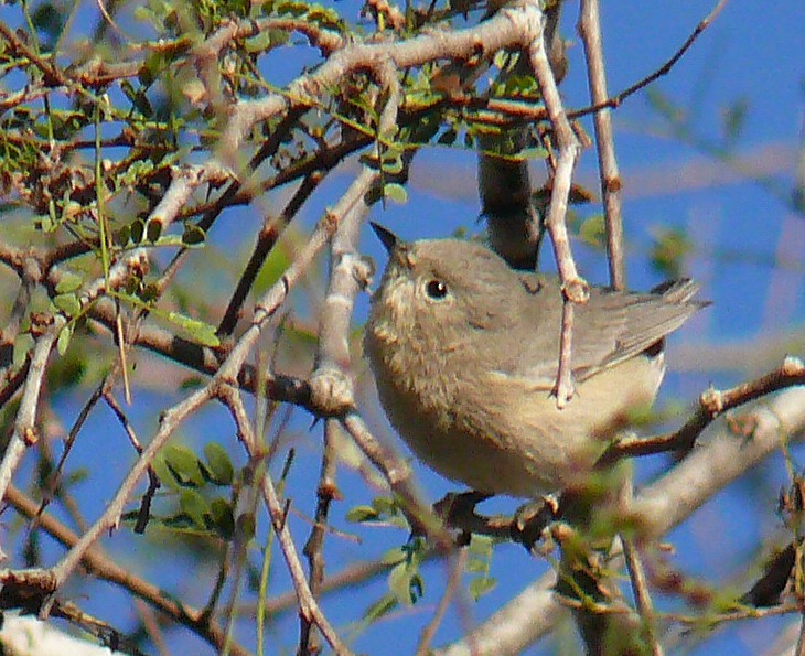 Lucy's Warbler - ML141520311