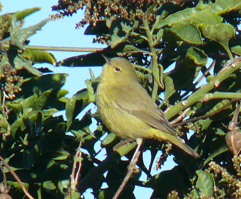 Orange-crowned Warbler (lutescens) - ML141520531