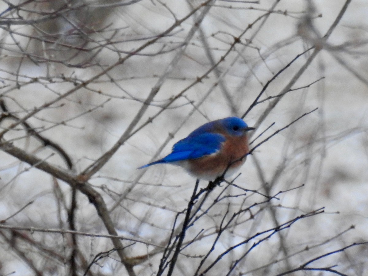 Eastern Bluebird - ML141521441