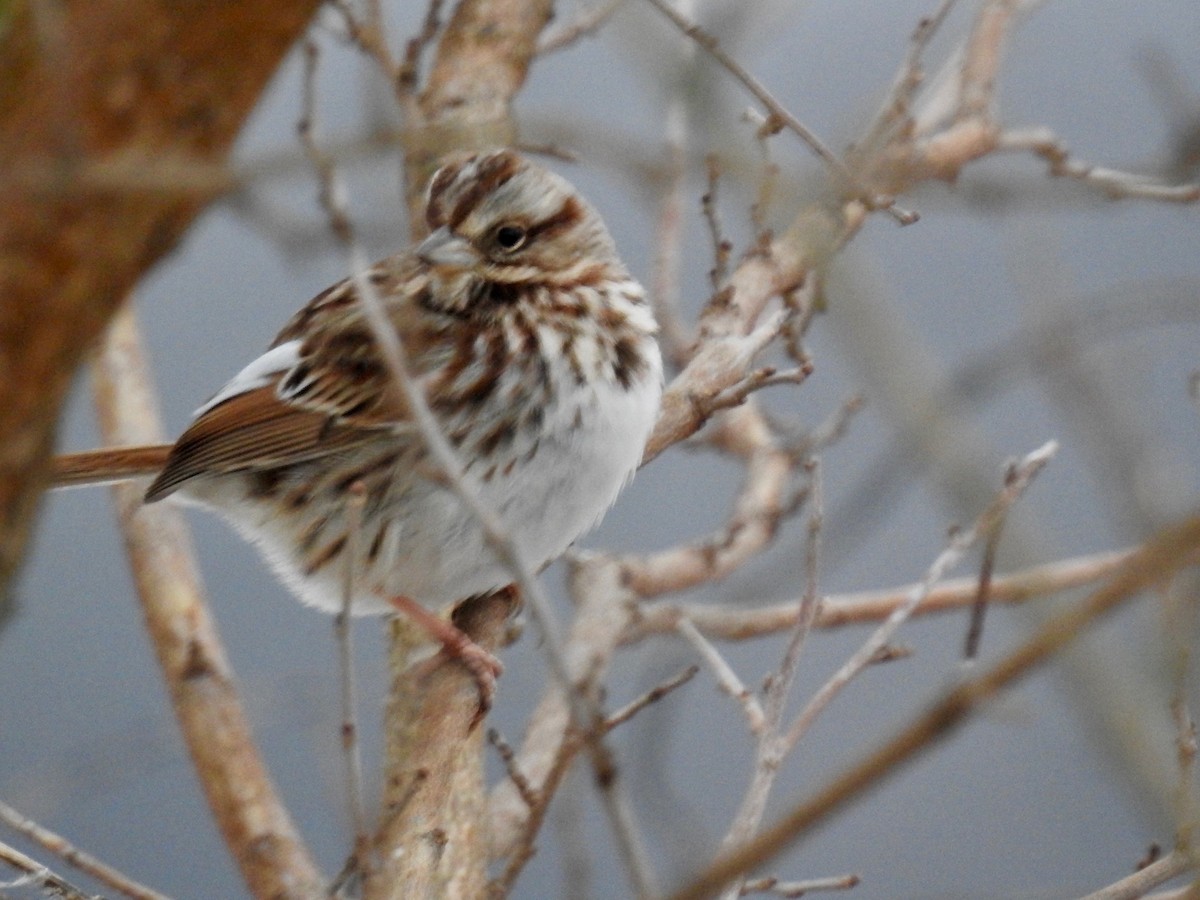 Song Sparrow - ML141521551