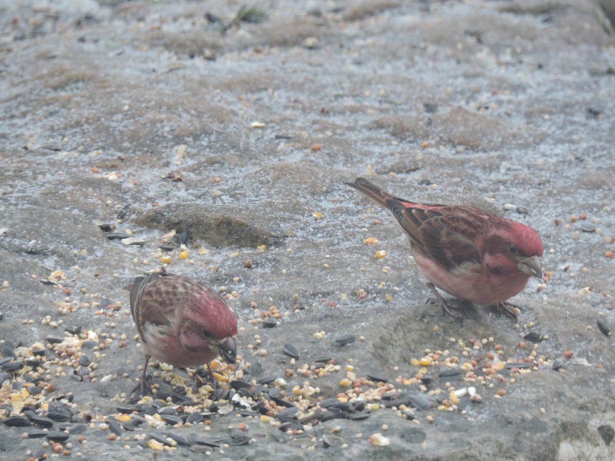 Purple Finch - ML141522301