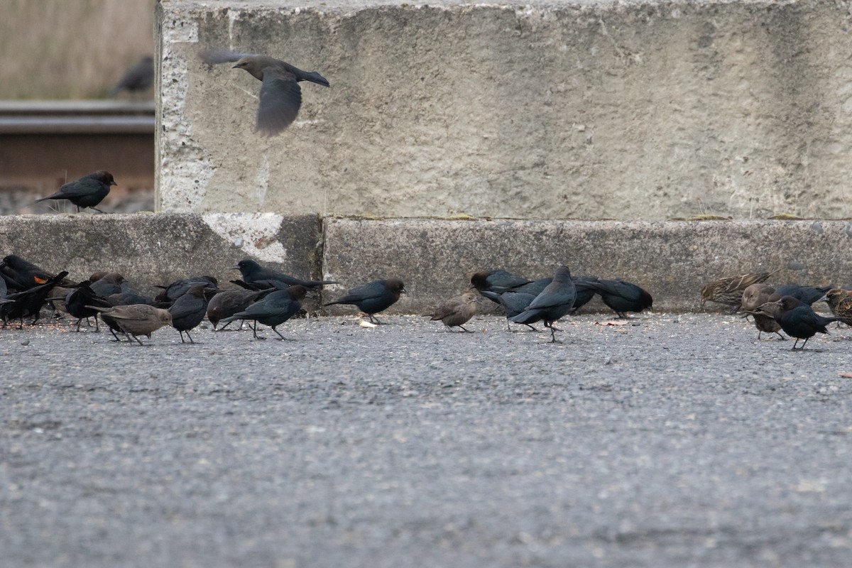 Brown-headed Cowbird - Audrey Addison