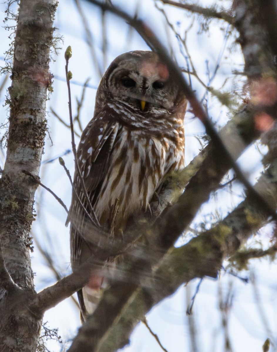 Barred Owl - ML141523181