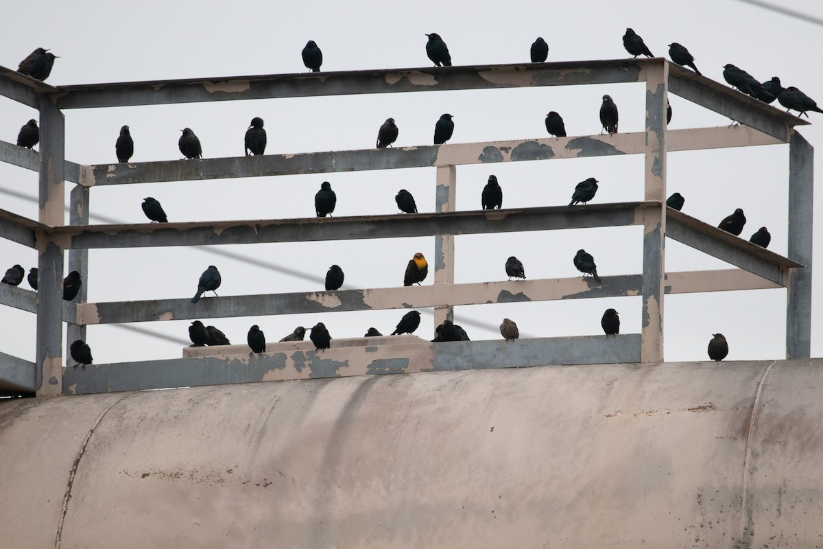 Yellow-headed Blackbird - ML141523791