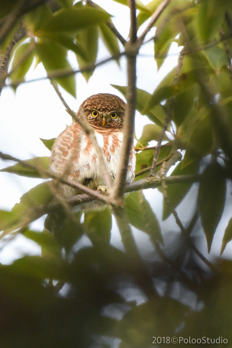 Collared Owlet - ML141524181