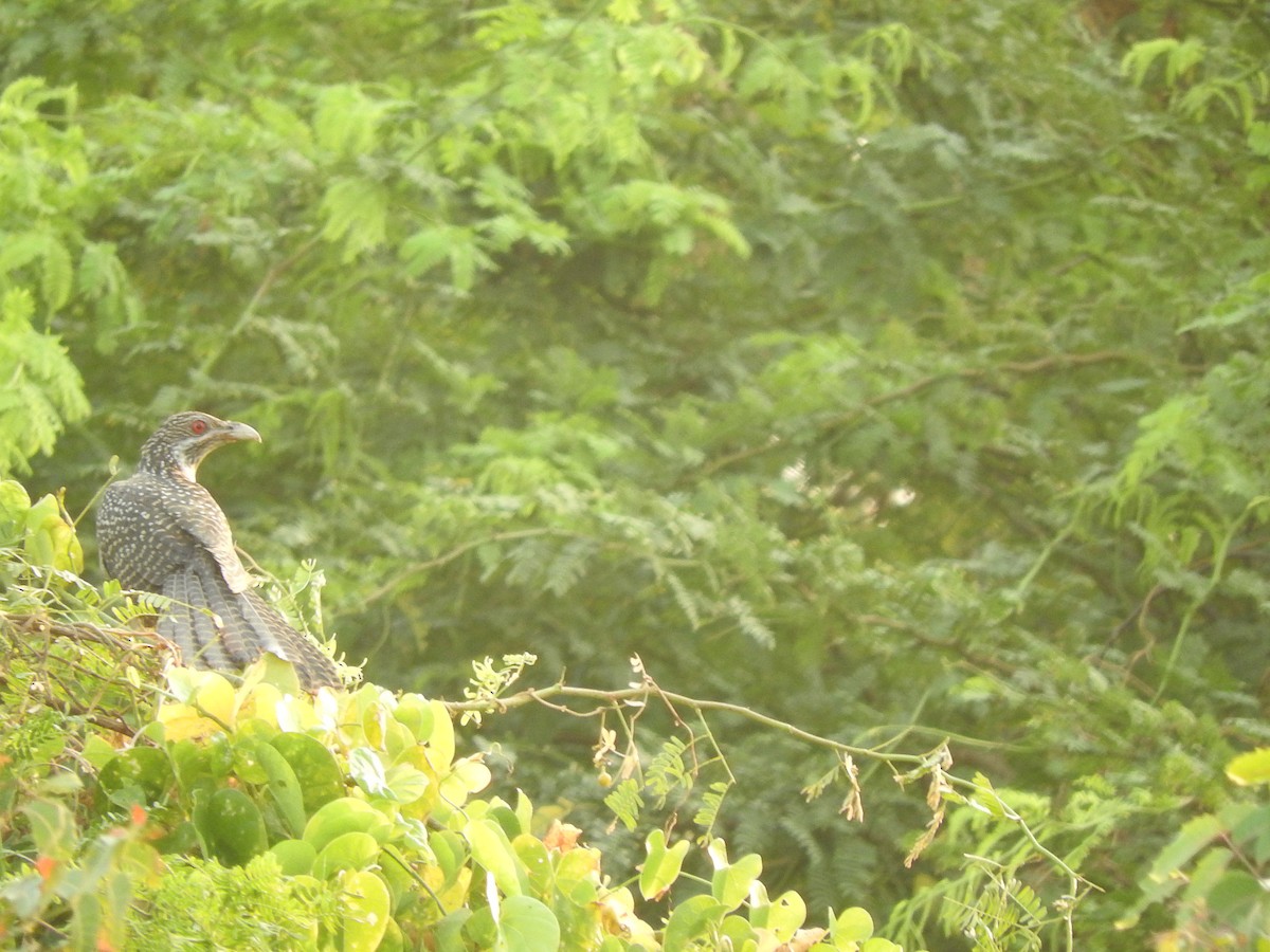 Asian Koel - ML141524241