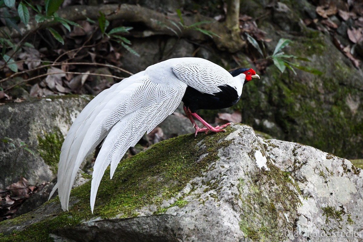 Silver Pheasant - Wei Yan