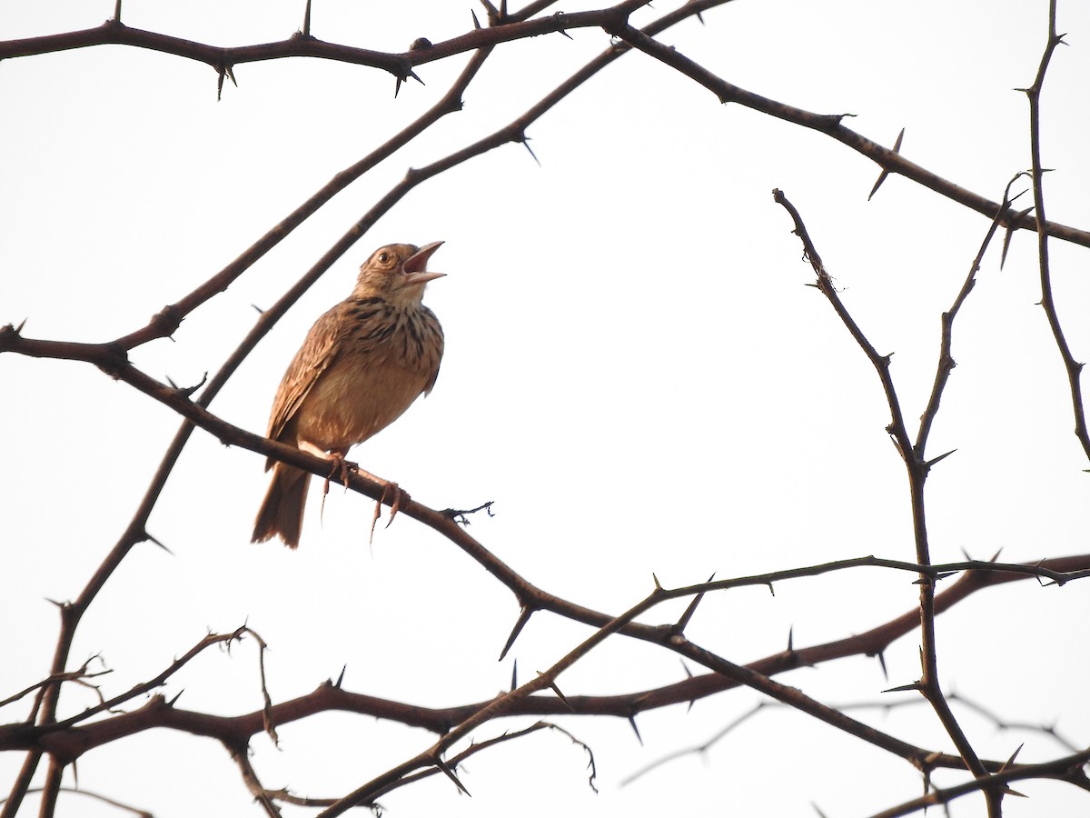 Jerdon's Bushlark - ML141524601