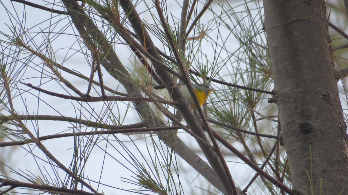 Northern Parula - ML141525051