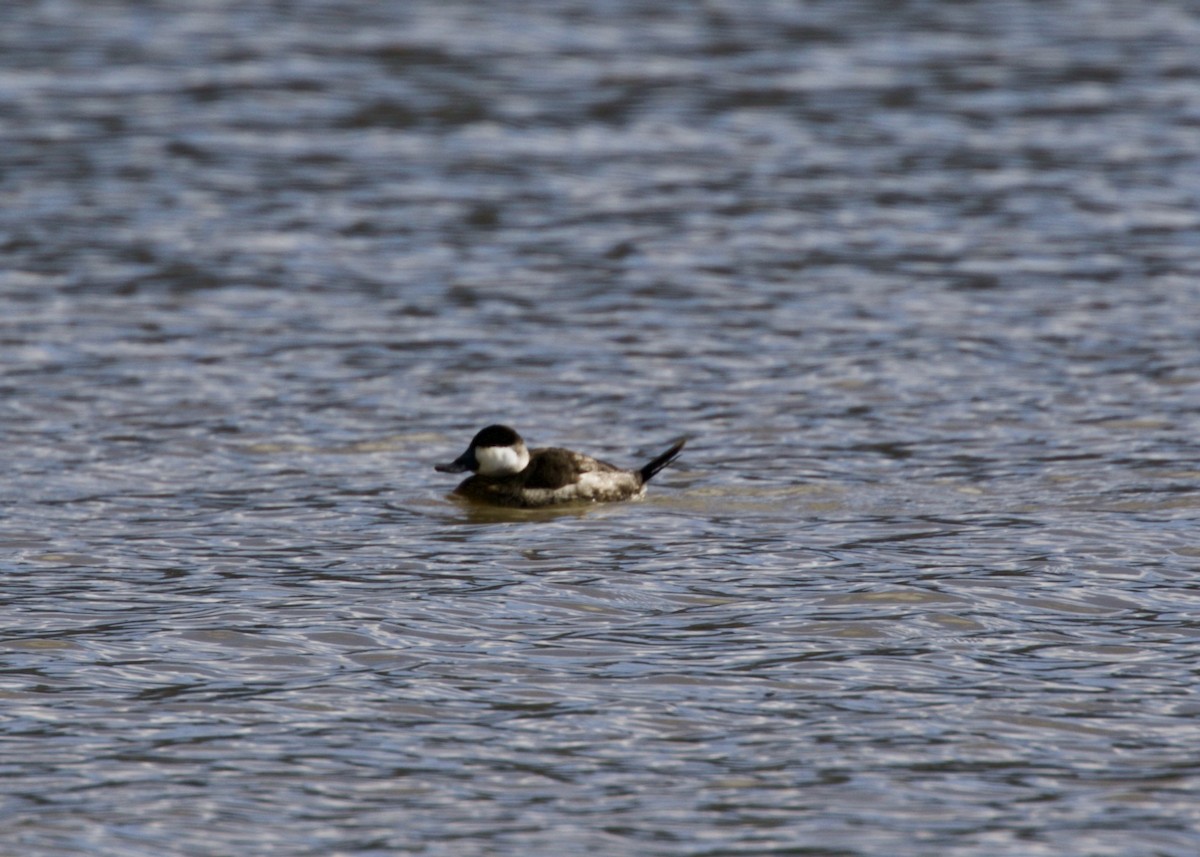 Ruddy Duck - Dave Bengston