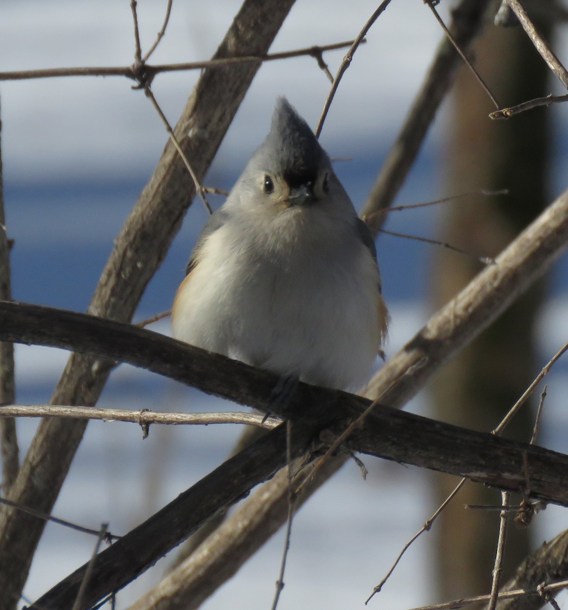 Tufted Titmouse - ML141526071