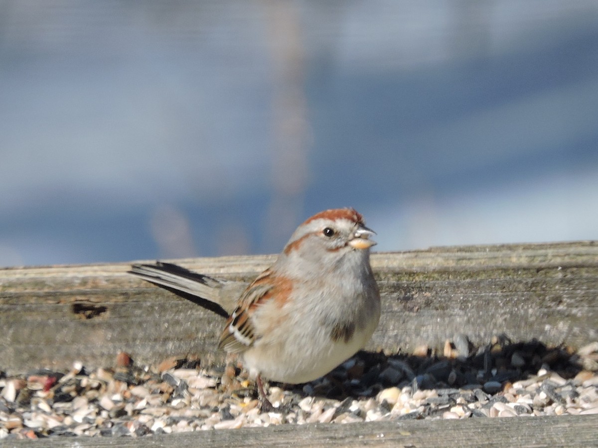 American Tree Sparrow - Melody Walsh