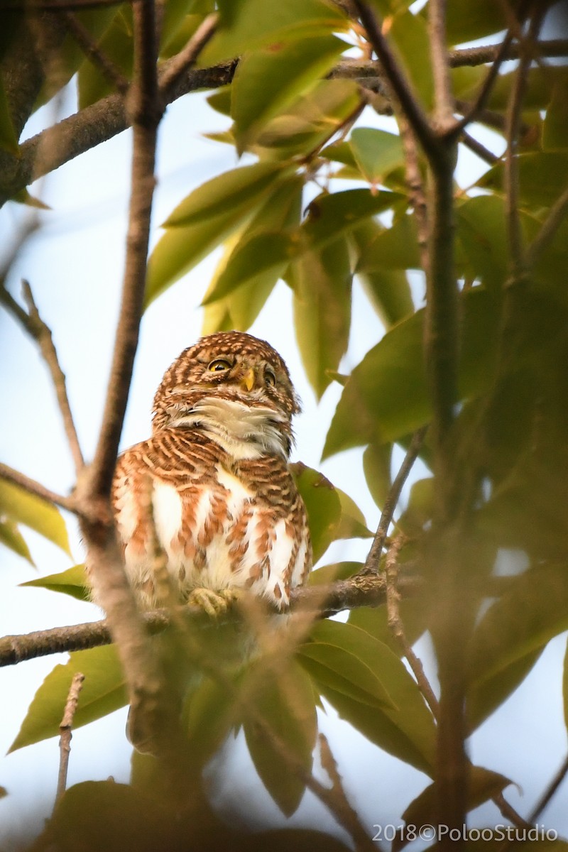 Collared Owlet - ML141526951