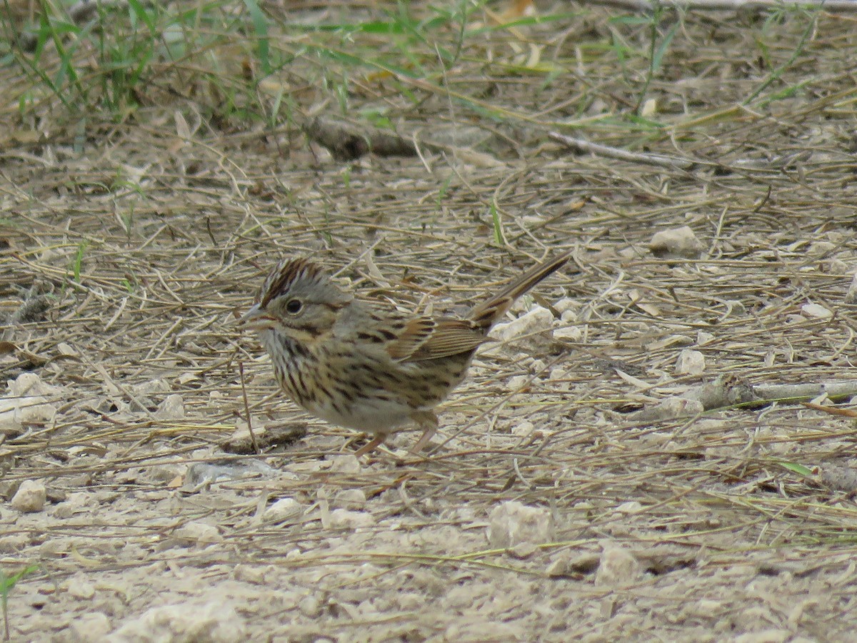 Lincoln's Sparrow - ML141527021
