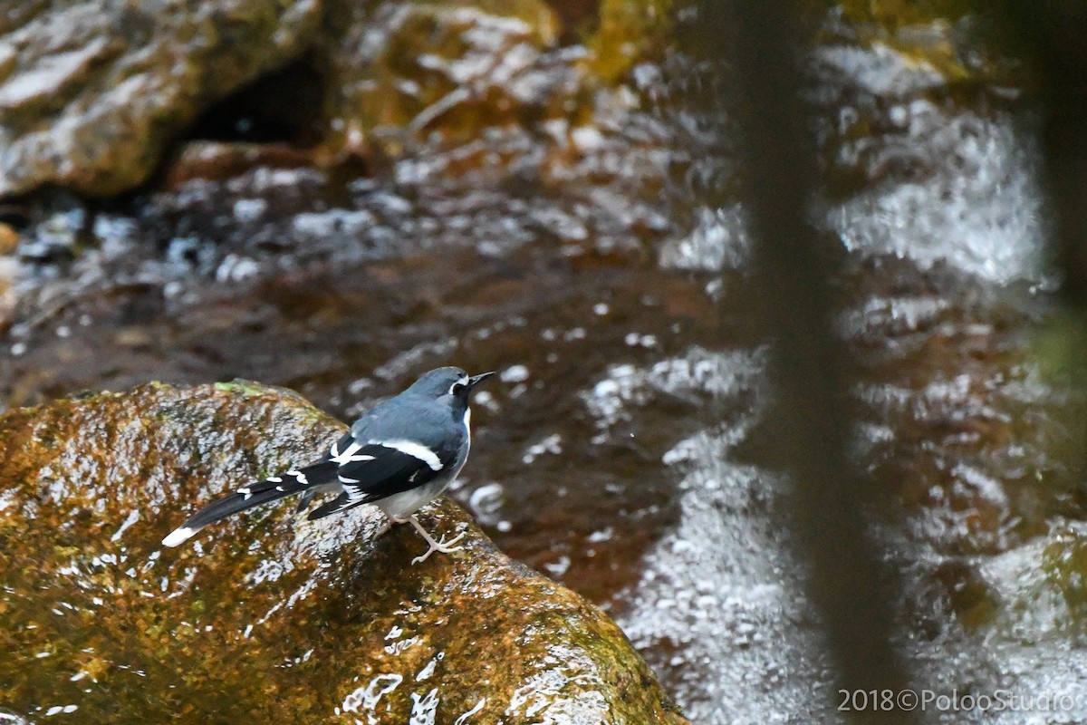 Slaty-backed Forktail - ML141527081