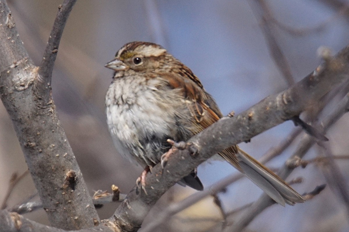 White-throated Sparrow - ML141527151