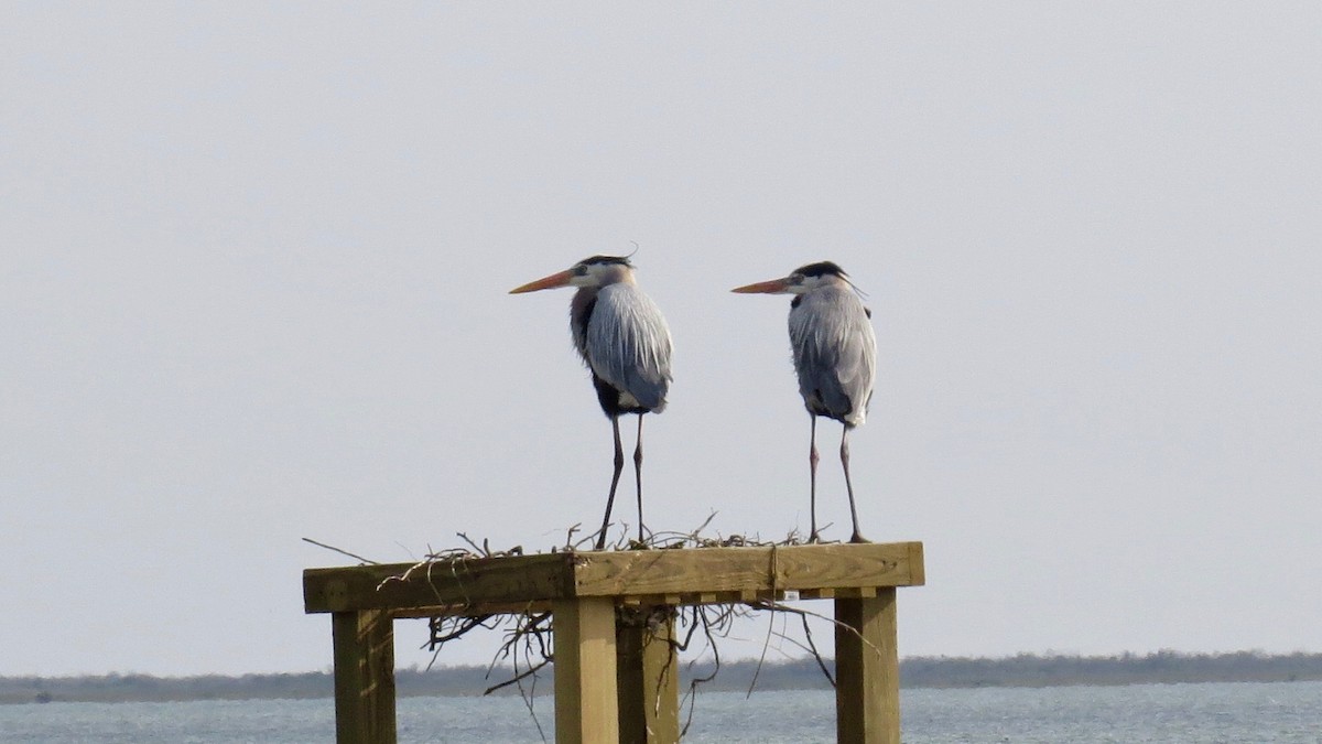 Great Blue Heron - ML141527291