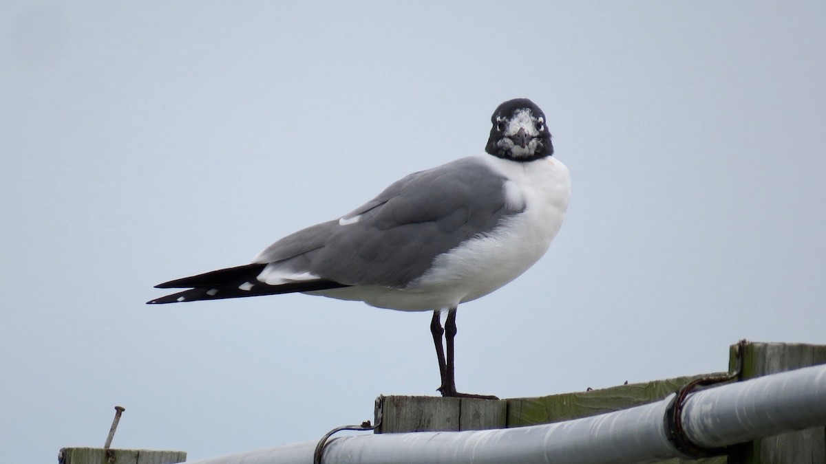 Laughing Gull - ML141528511