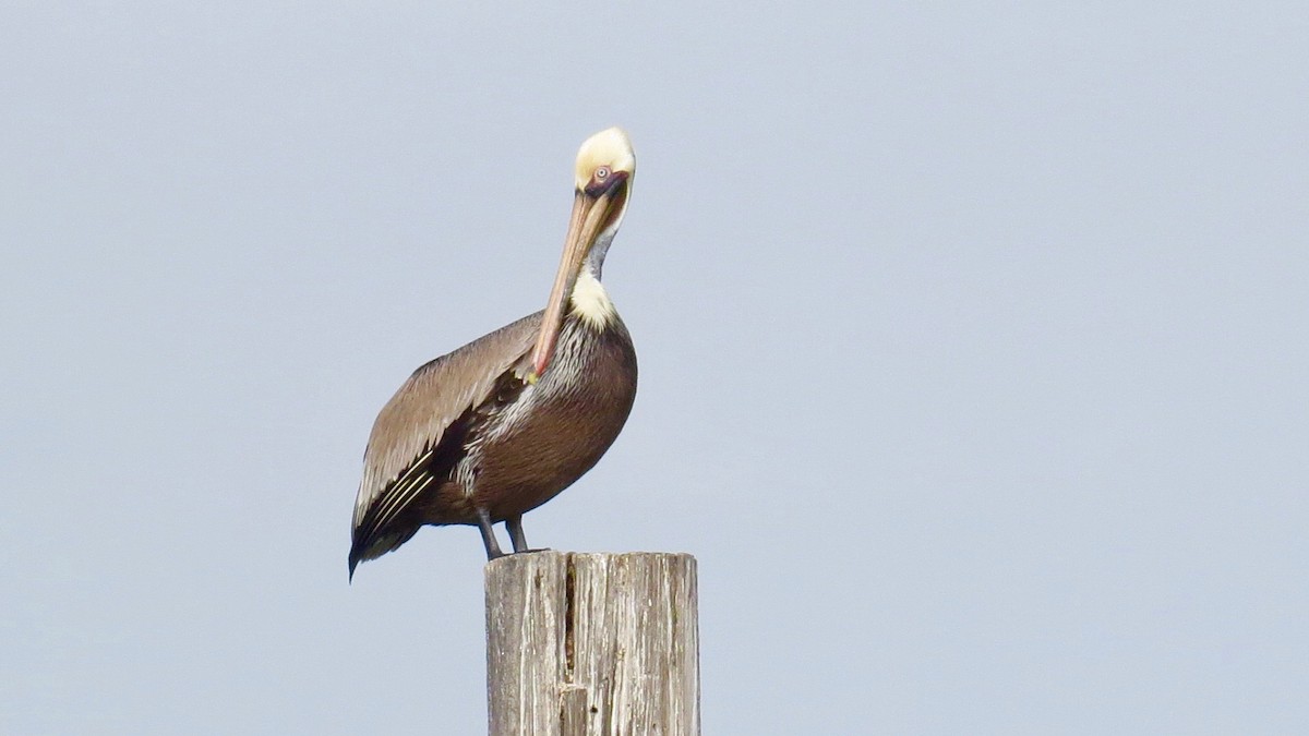 Brown Pelican - ML141528721