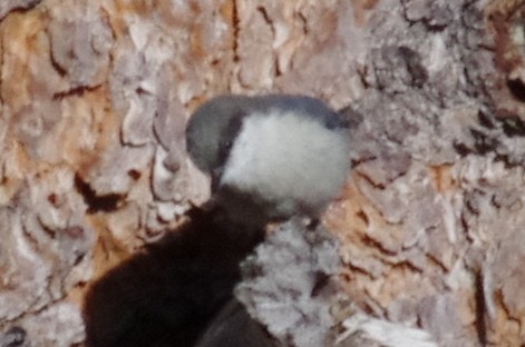 Pygmy Nuthatch - ML141528951