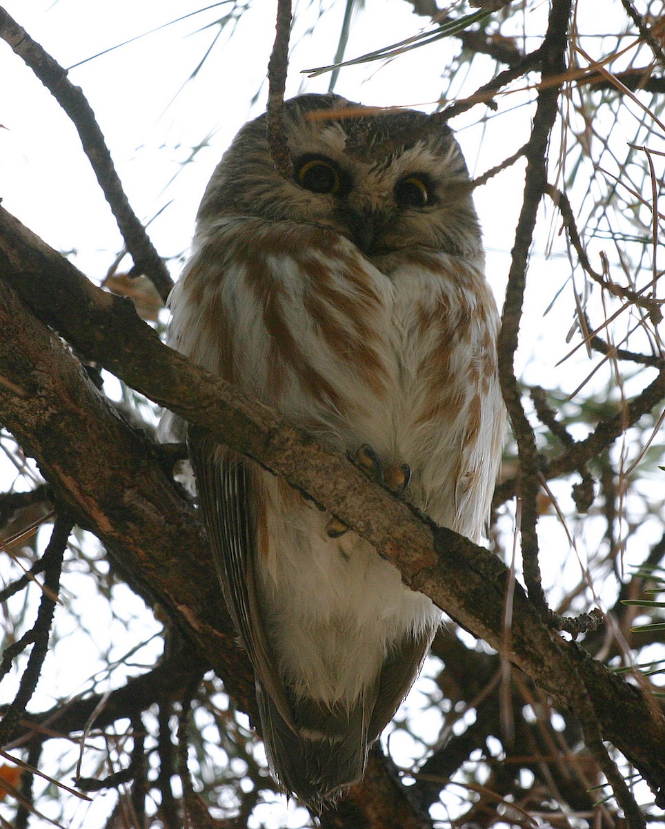 Northern Saw-whet Owl - Brandon Best