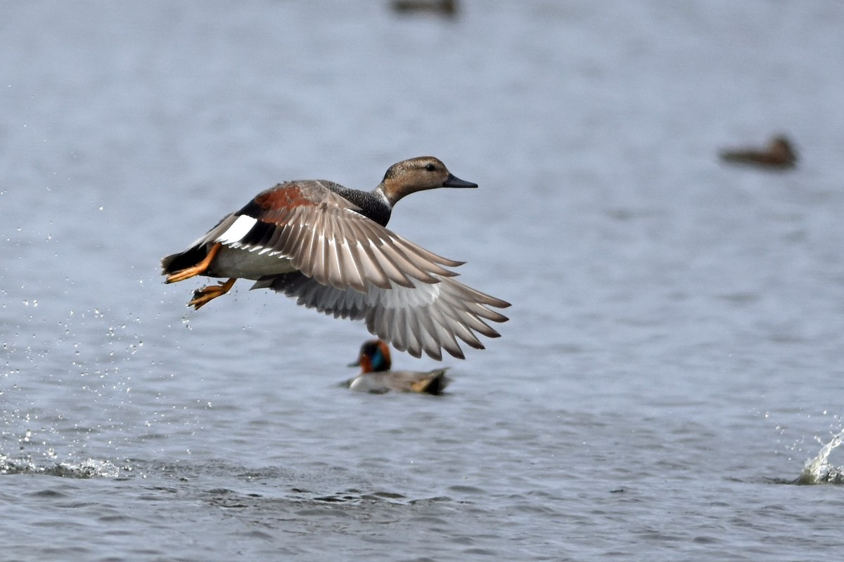 Canard chipeau - ML141531211