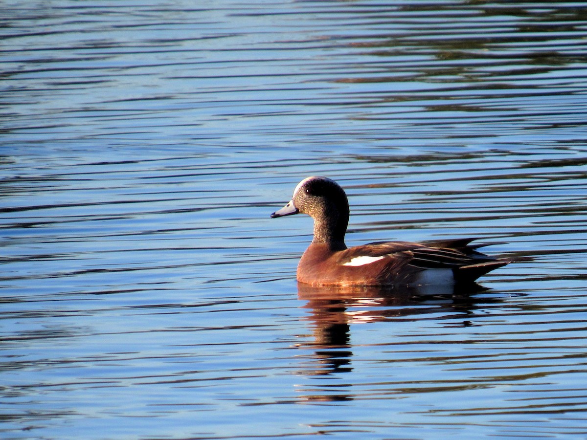 American Wigeon - Adrienne Wilson