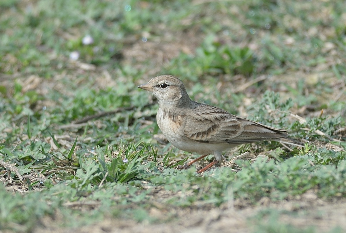 Hume's Lark - Hemant Kirola