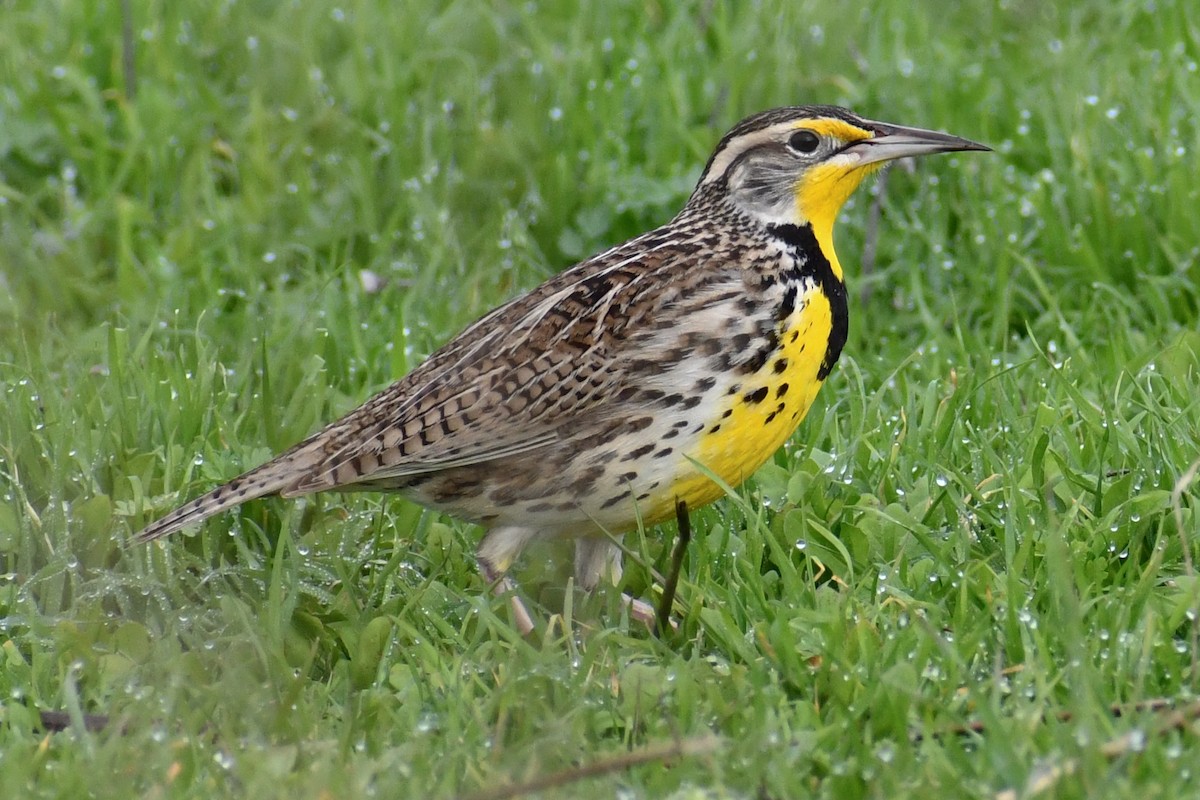 Western Meadowlark - ML141532861