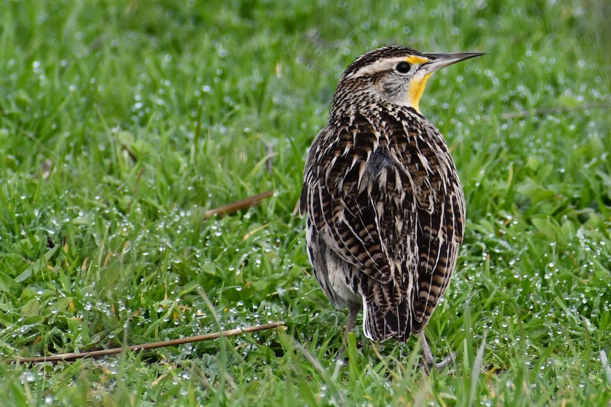 Western Meadowlark - ML141533091