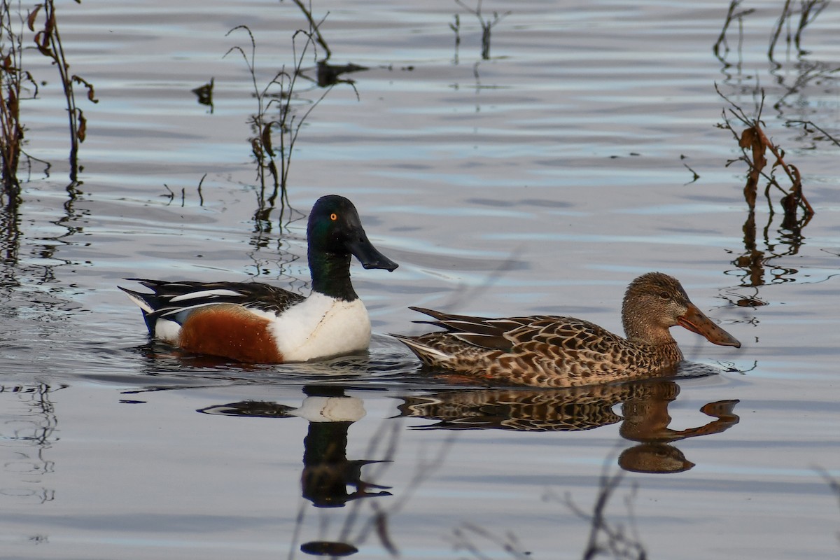 Northern Shoveler - ML141534631