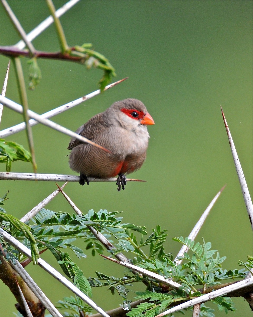 Common Waxbill - ML141535851