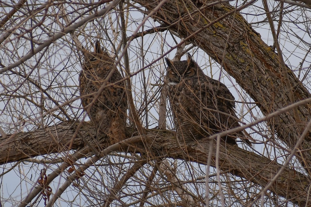 Great Horned Owl - ML141536001