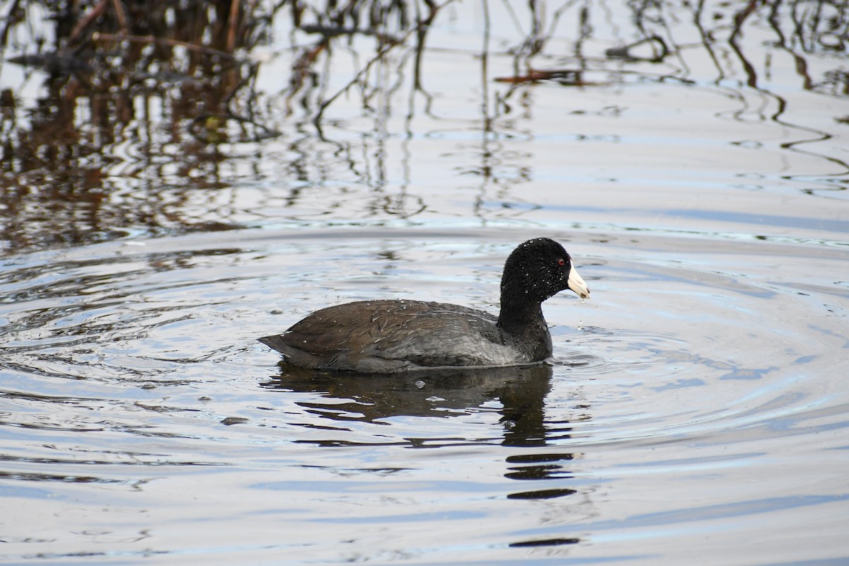 American Coot - ML141536071