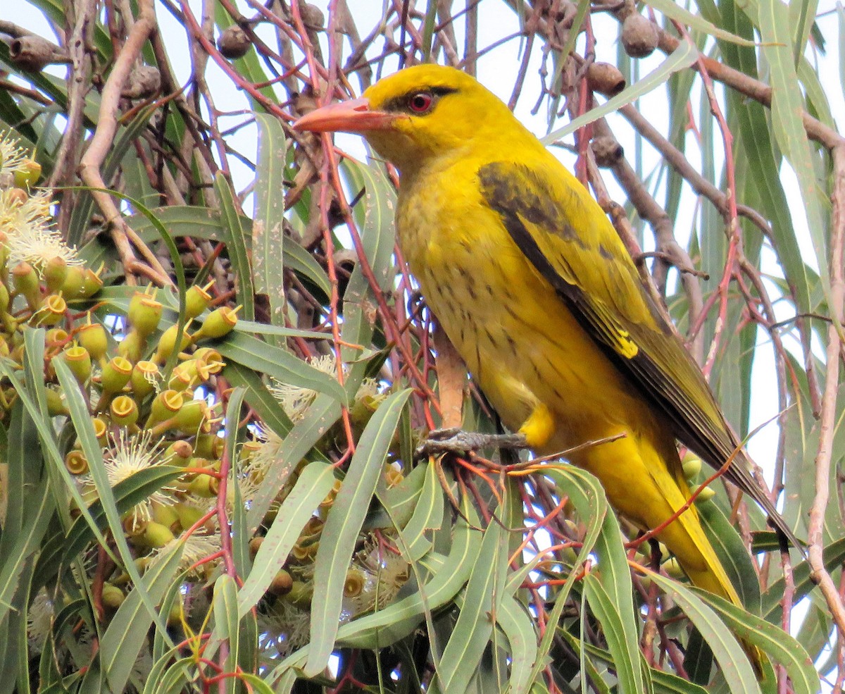 Indian Golden Oriole - ML141536841