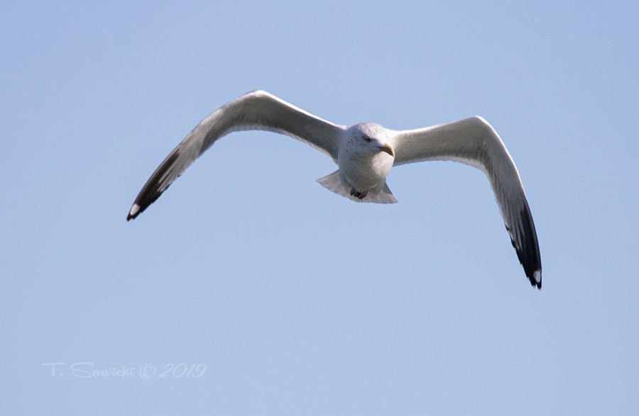 Gaviota Groenlandesa - ML141537491