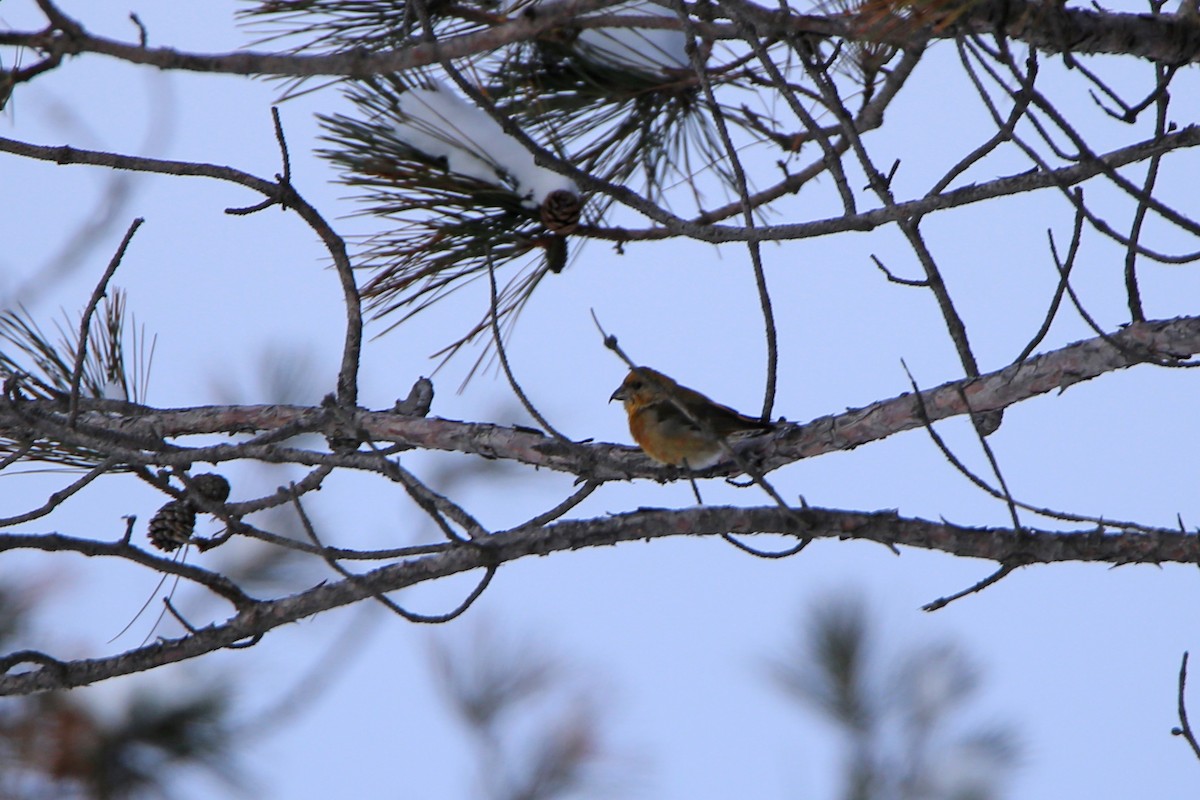 grankorsnebb - ML141537931