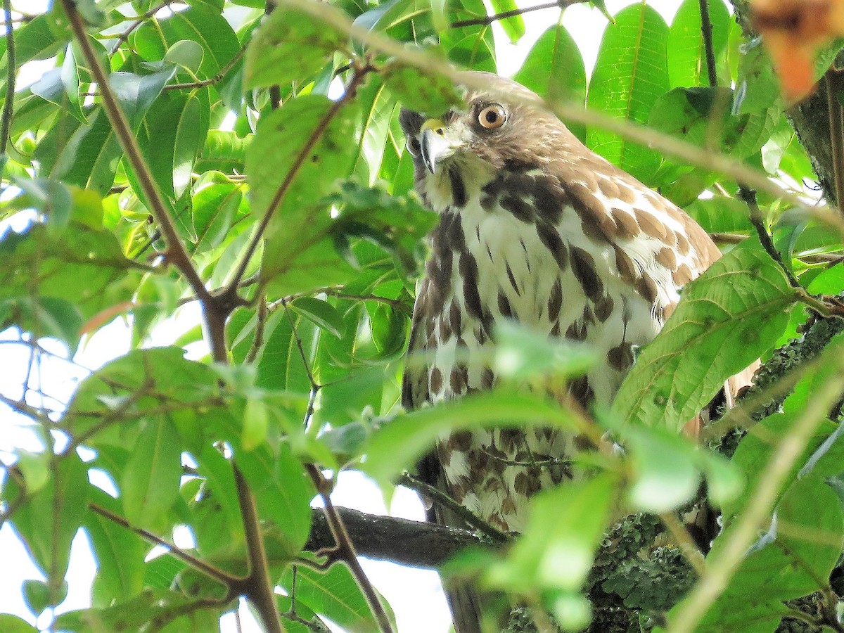 Broad-winged Hawk - ML141538451